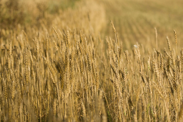 Bild zu Drohnenwirtschaft - Nachfrage nach Drohnen steigt spürbar