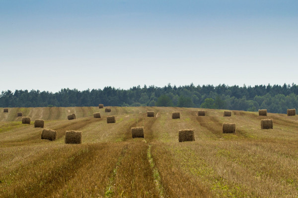 Bild zu Agri-PV – BVerwG verhandelt über landwirtschaftsrechtliche Beihilfefähigkeit