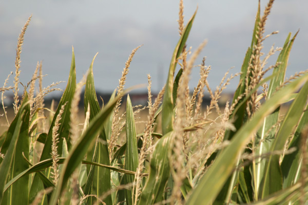 Bild zu Newsletter-Spezial Agrarrecht: Verfassungsbeschwerde gegen umstrittene Düngeverordnung erhoben